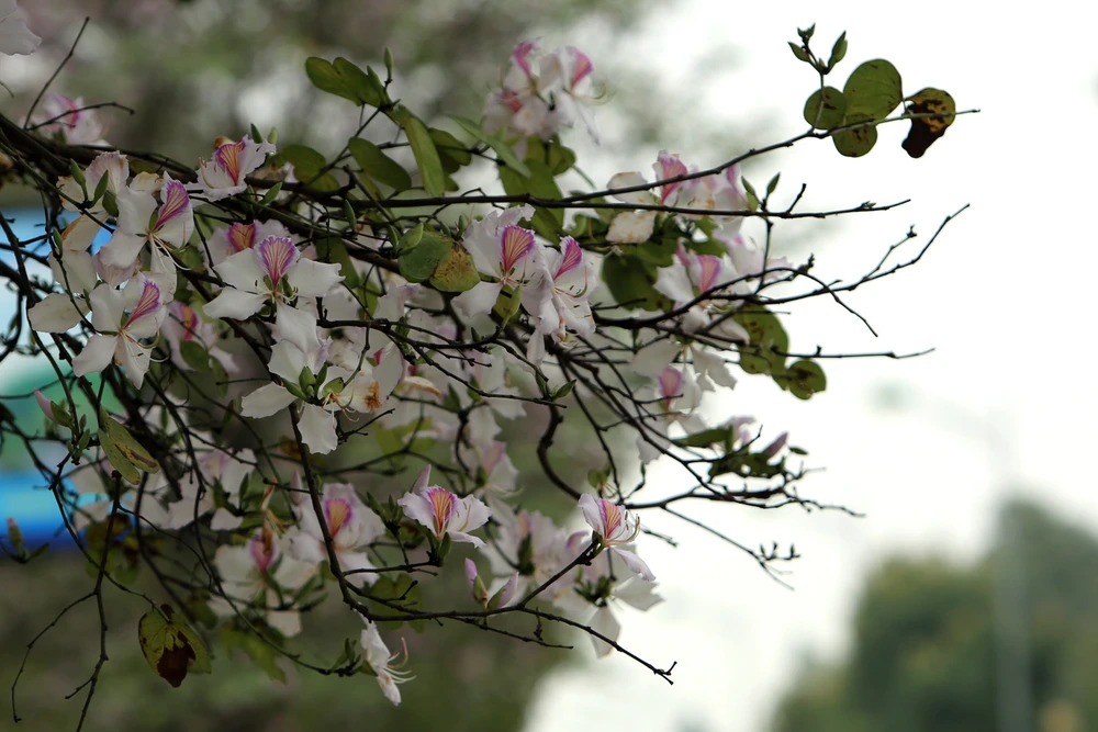 Ngắm hoa ban Tây Bắc nở rộ rực rỡ giữa lòng xứ Thanh - 17.JPG