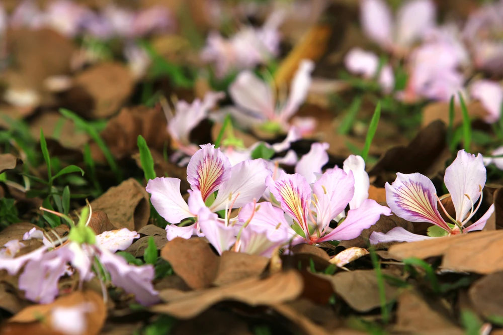 Ngắm hoa ban Tây Bắc nở rộ rực rỡ giữa lòng xứ Thanh - 3.jpg