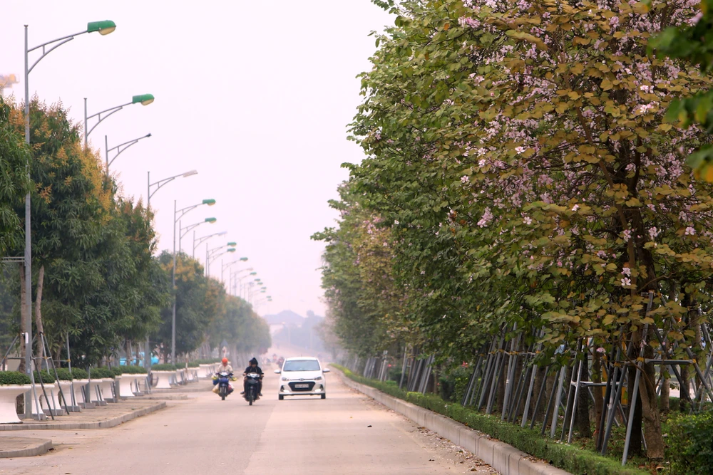 Ngắm hoa ban Tây Bắc nở rộ rực rỡ giữa lòng xứ Thanh - 5.JPG