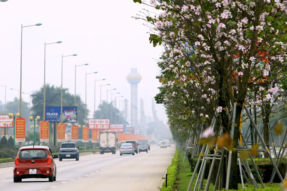 Ngắm hoa ban Tây Bắc nở rộ rực rỡ giữa lòng xứ Thanh - 8.JPG