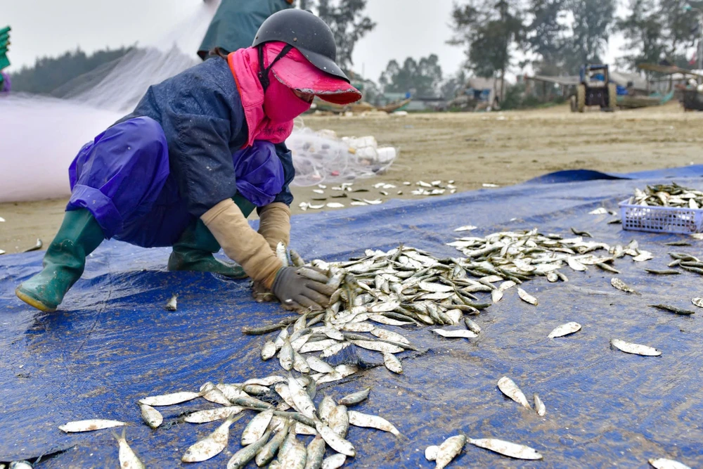 Ngư dân trúng đậm mùa cá trích, thu về hàng triệu đồng mỗi ngày - 11.jpg