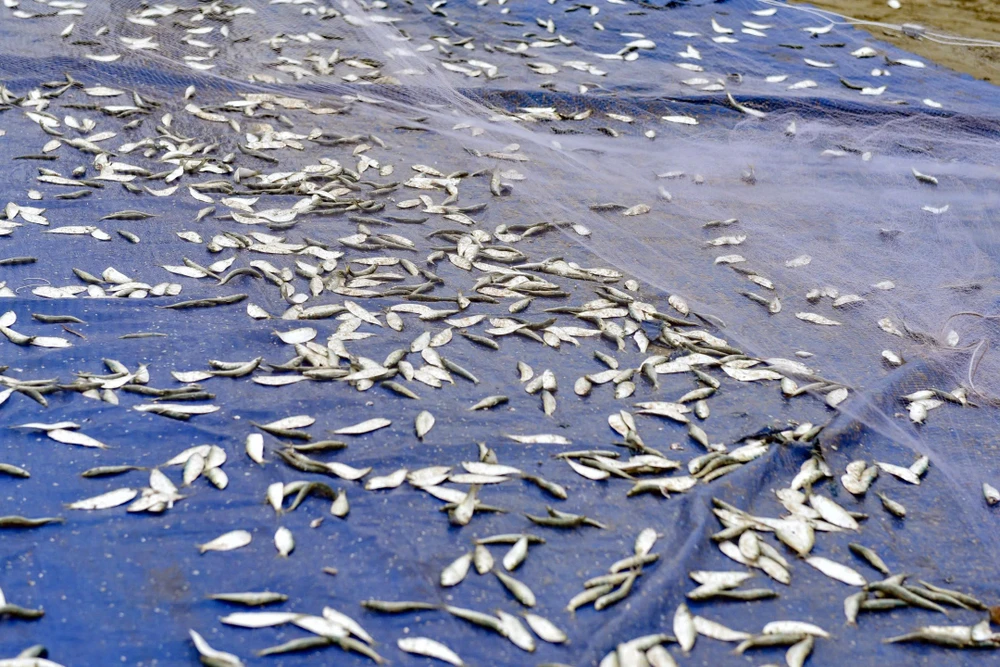 Ngư dân trúng đậm mùa cá trích, thu về hàng triệu đồng mỗi ngày - 12.jpg