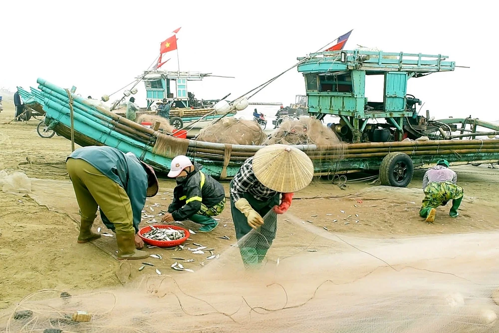 Ngư dân trúng đậm mùa cá trích, thu về hàng triệu đồng mỗi ngày -.jpg