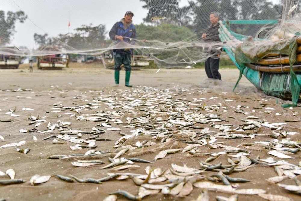 Ngư dân trúng đậm mùa cá trích, thu về hàng triệu đồng mỗi ngày - 8.jpg