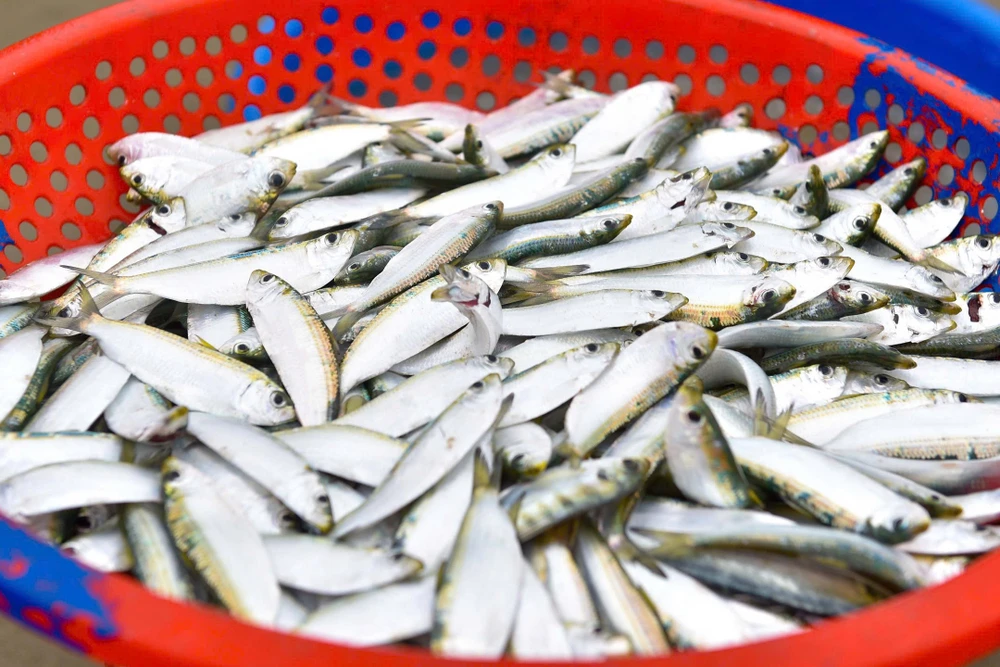 Ngư dân trúng đậm mùa cá trích, thu về hàng triệu đồng mỗi ngày - 9.jpg