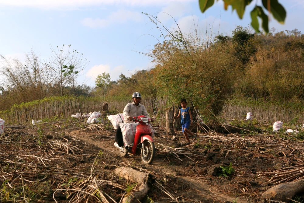 Nỗi đau được mùa “vàng trắng”, nông dân trắng tay -10.JPG