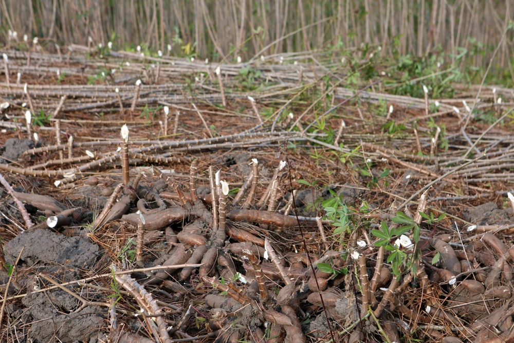 Nỗi đau được mùa “vàng trắng”, nông dân trắng tay -11.JPG