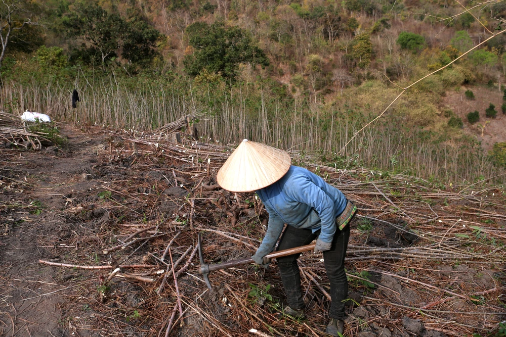 Nỗi đau được mùa “vàng trắng”, nông dân trắng tay -12.JPG