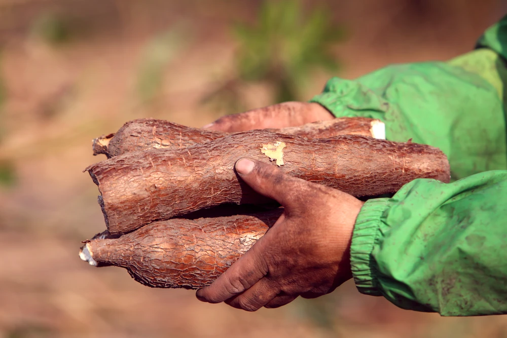Nỗi đau được mùa “vàng trắng”, nông dân trắng tay -14.JPG