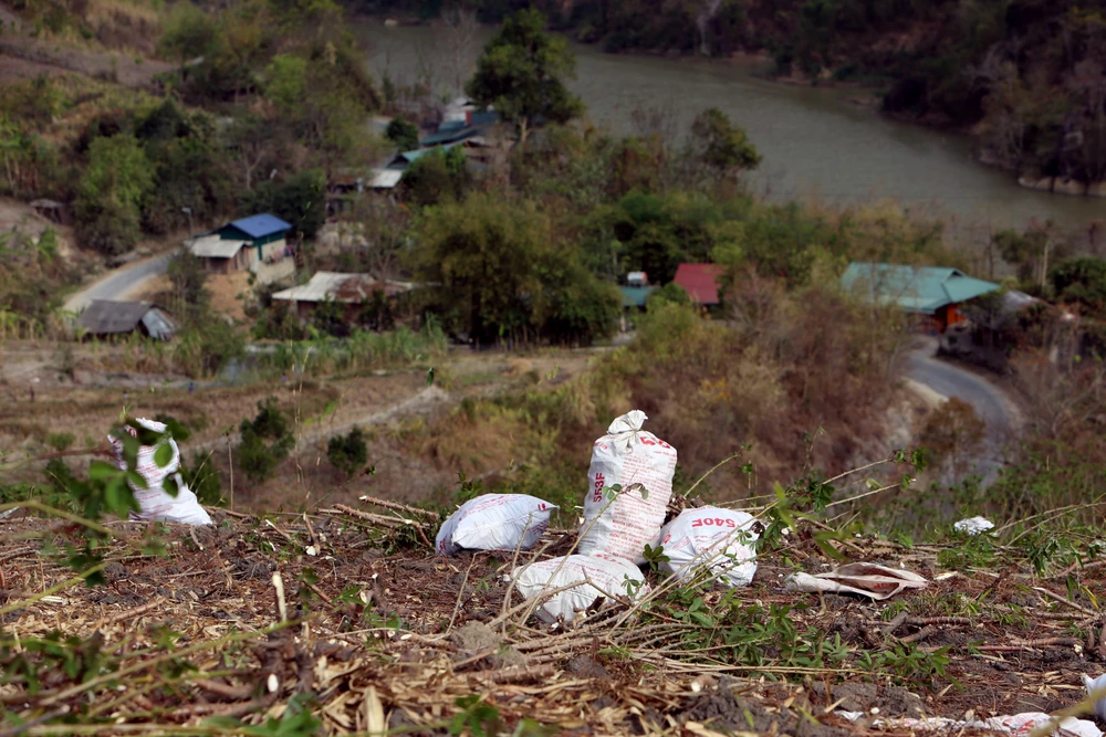 Nỗi đau được mùa “vàng trắng”, nông dân trắng tay -16.JPG