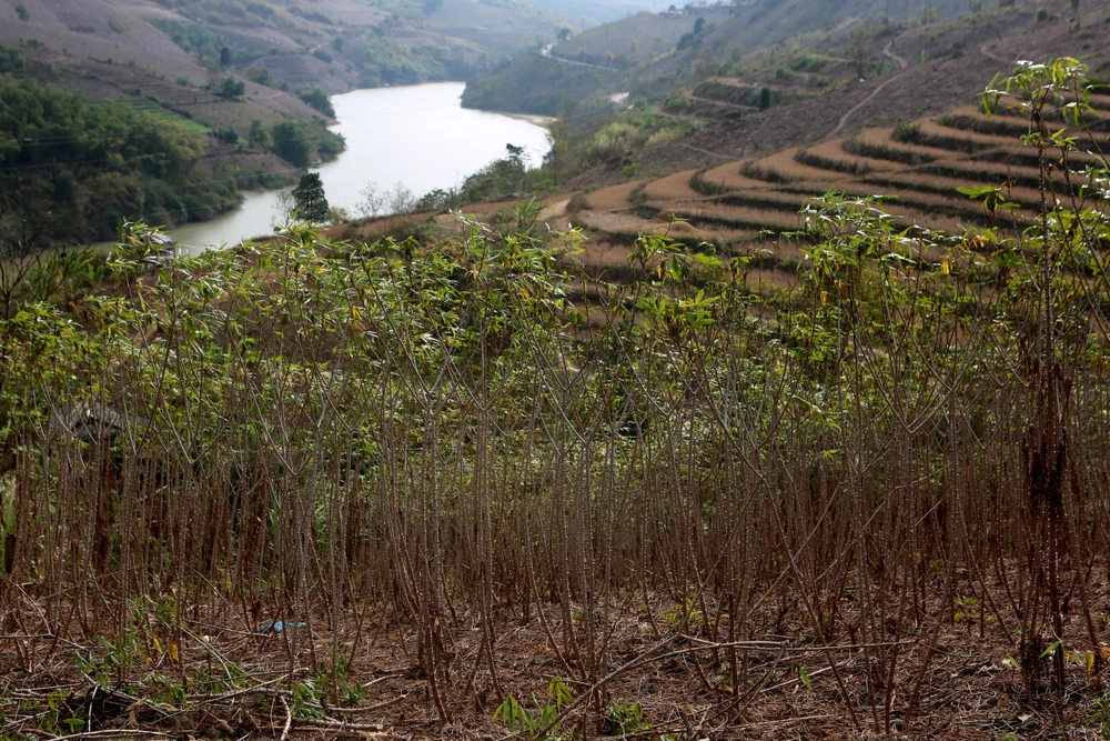 Nỗi đau được mùa “vàng trắng”, nông dân trắng tay -17.JPG