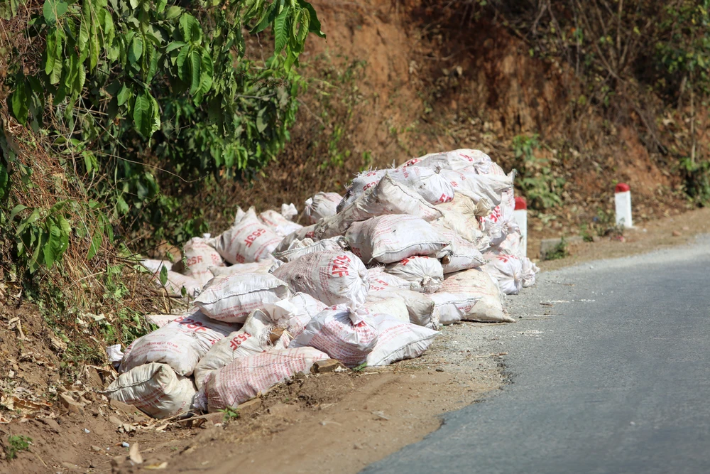 Nỗi đau được mùa “vàng trắng”, nông dân trắng tay -2.JPG