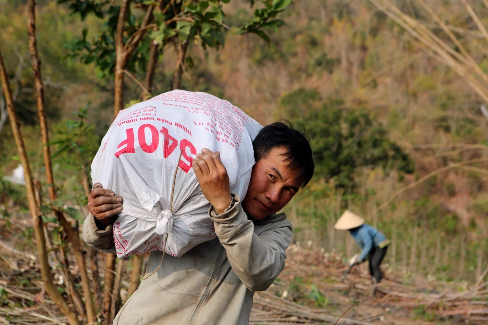 Nỗi đau được mùa “vàng trắng”, nông dân trắng tay -3.JPG