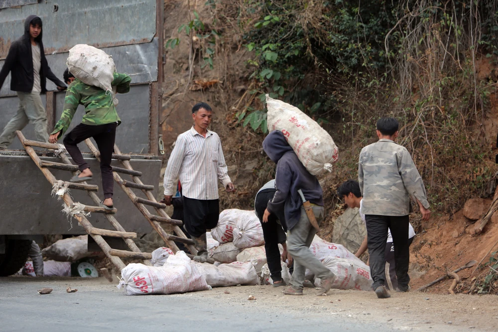 Nỗi đau được mùa “vàng trắng”, nông dân trắng tay -6.JPG