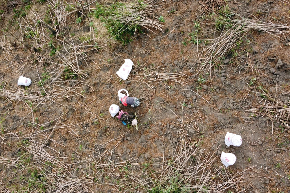 Nỗi đau được mùa “vàng trắng”, nông dân trắng tay -7.JPG