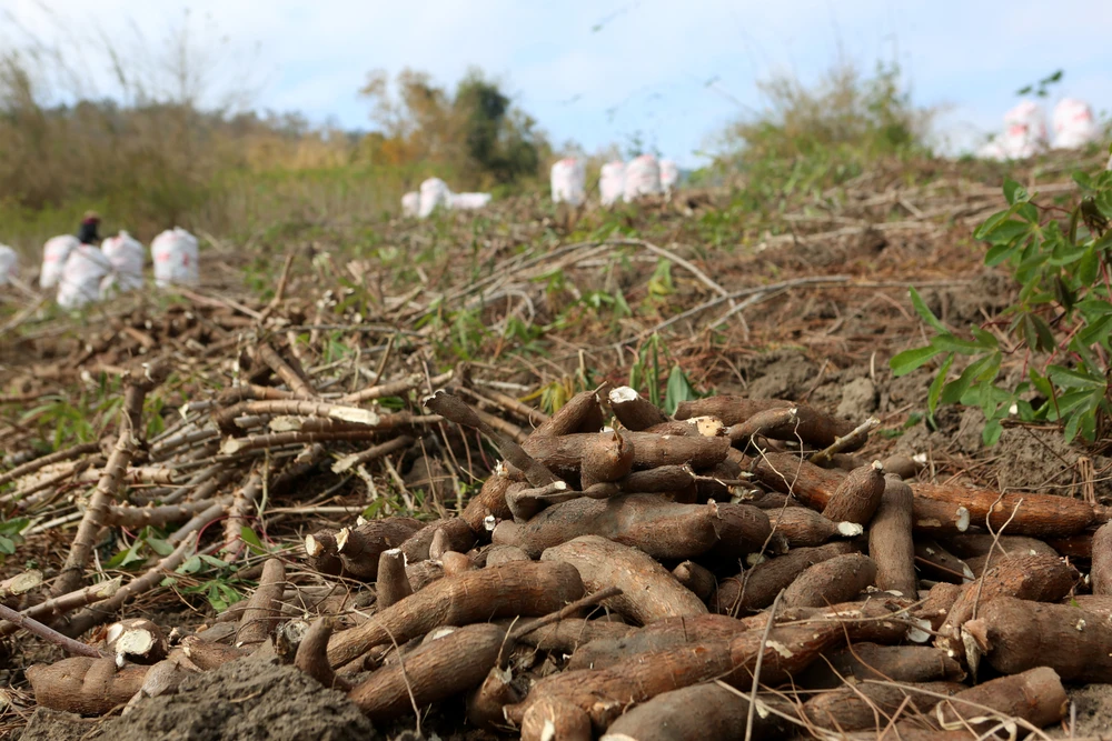Nỗi đau được mùa “vàng trắng”, nông dân trắng tay -.JPG