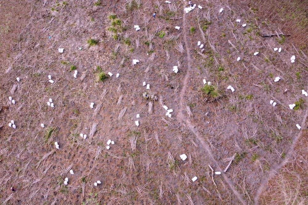 Nỗi đau được mùa “vàng trắng”, nông dân trắng tay -9.JPG