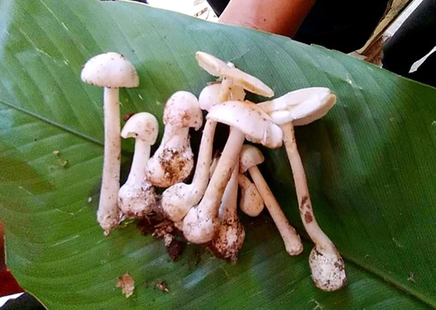 Thanh Hóa - Hai vợ chồng đi rừng hái phải nấm độc về nấu canh ăn tử vong.jpg