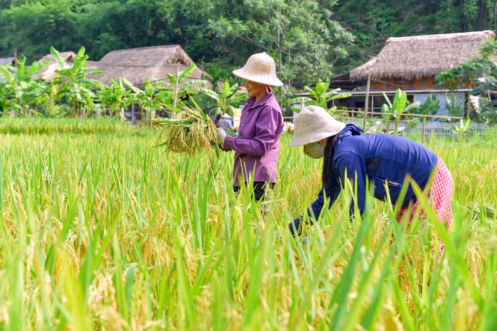 Khoảnh khắc mùa vàng trên dẻo cao xứ Thanh -12.jpg