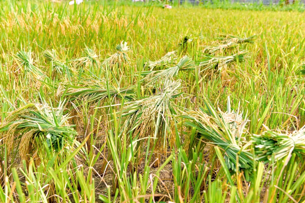 Khoảnh khắc mùa vàng trên dẻo cao xứ Thanh -13.jpg