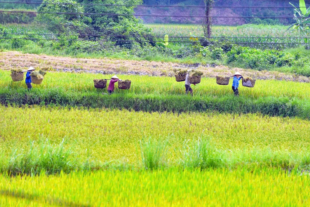 Khoảnh khắc mùa vàng trên dẻo cao xứ Thanh -4.jpg