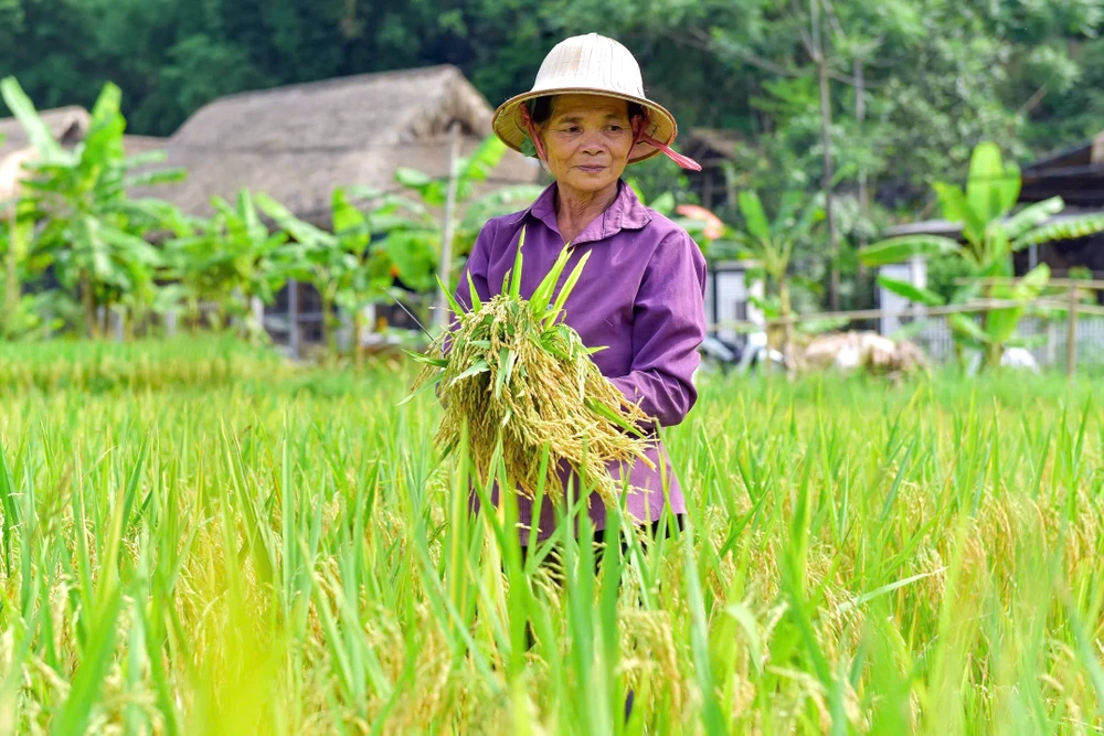 Khoảnh khắc mùa vàng trên dẻo cao xứ Thanh -6.jpg