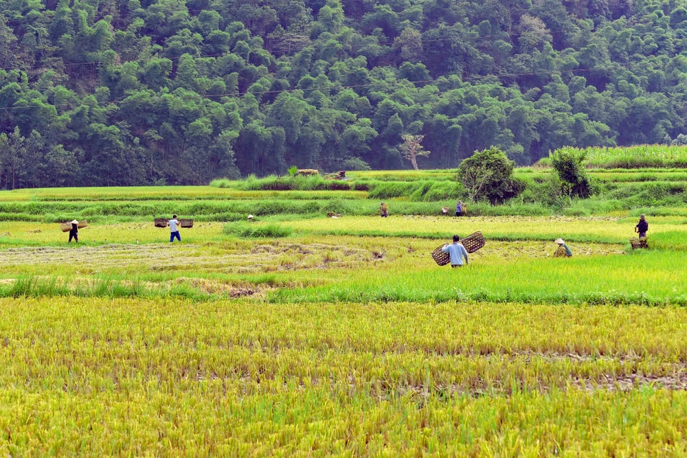 Khoảnh khắc mùa vàng trên dẻo cao xứ Thanh -9.jpg
