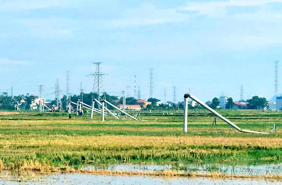 Hàng loạt cột điện gãy đổ la liệt sau mưa giông ở Thanh Hóa -1.jpg