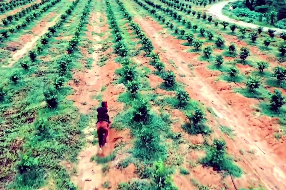 Hình ảnh trang trại “ngựa phi mỏi ngối” của ông trùm giang hồ xứ Thanh Vi ngộ -11.jpg