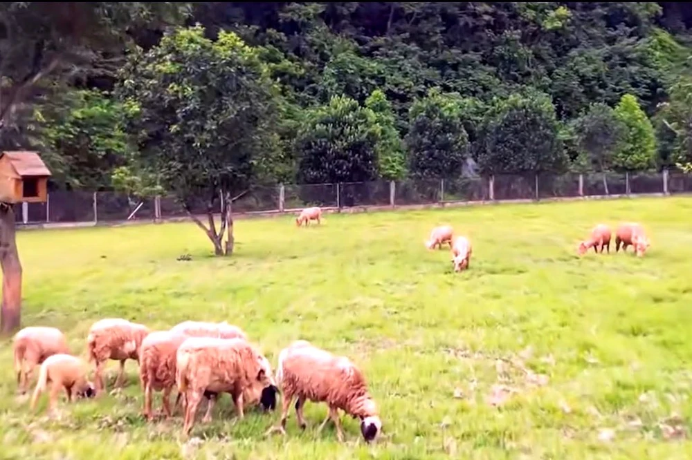 Hình ảnh trang trại “ngựa phi mỏi ngối” của ông trùm giang hồ xứ Thanh Vi ngộ -3.jpg