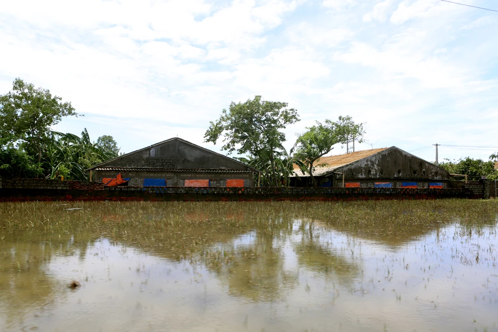 Hàng chục ngàn con gà bị dìm trong biển nước khi bão số 3 vào Thanh Hóa -10.JPG