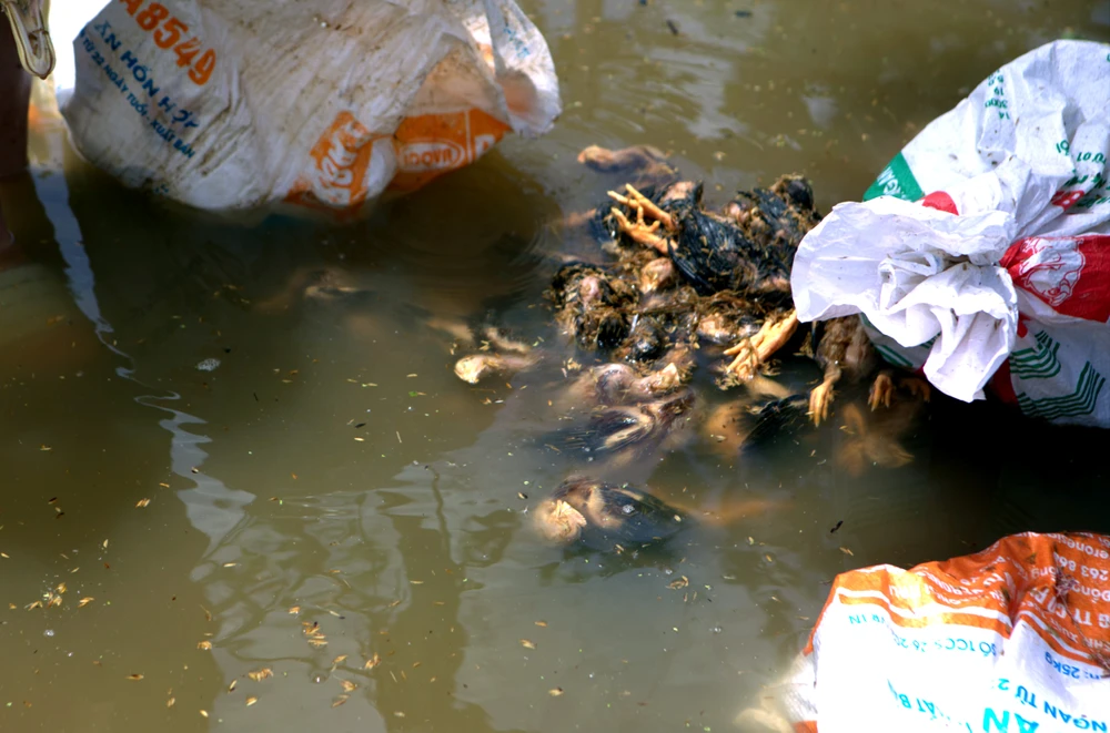 Hàng chục ngàn con gà bị dìm trong biển nước khi bão số 3 vào Thanh Hóa -4.jpg