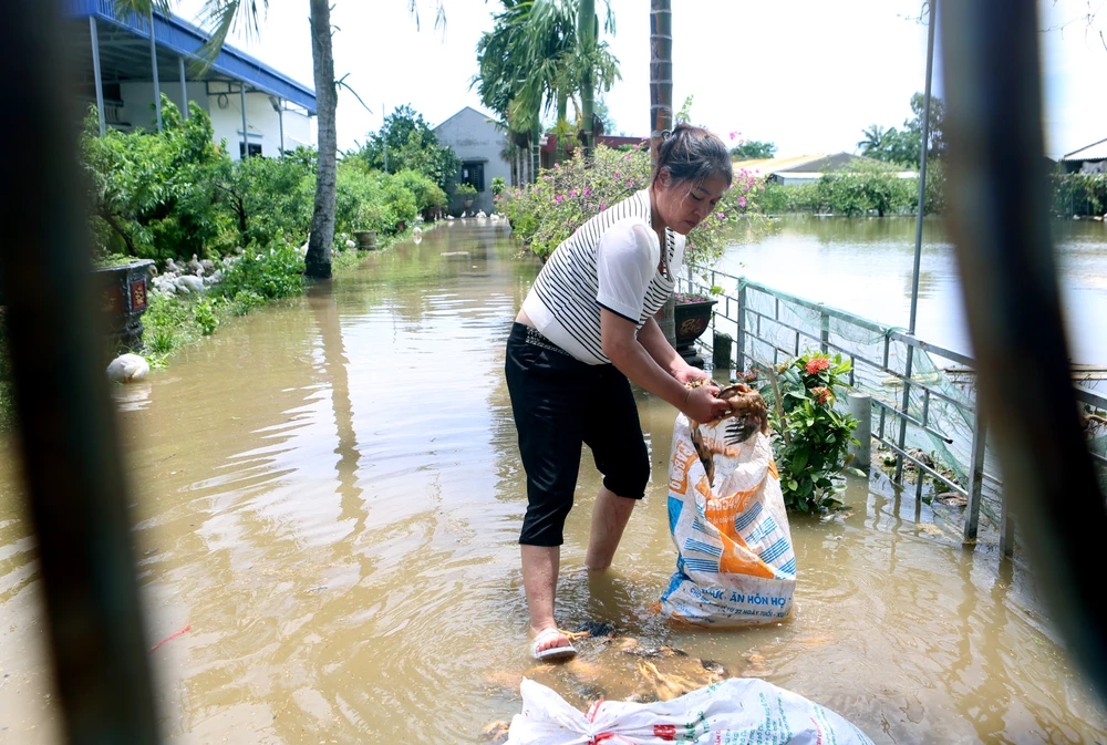 Hàng chục ngàn con gà bị dìm trong biển nước khi bão số 3 vào Thanh Hóa -5.JPG
