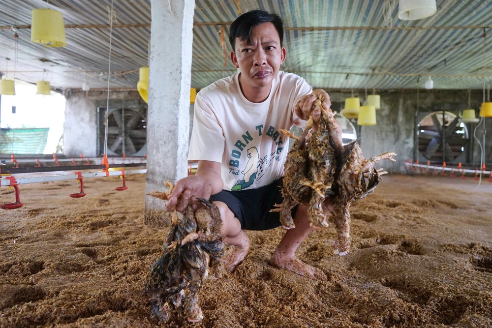 Hàng chục ngàn con gà bị dìm trong biển nước khi bão số 3 vào Thanh Hóa -8.jpg