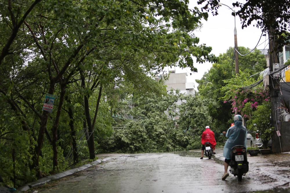 Hình ảnh nhiều tuyến phố ngập sâu, cây xanh đổ gãy do ảnh hưởng bão Bualoi -3.JPG