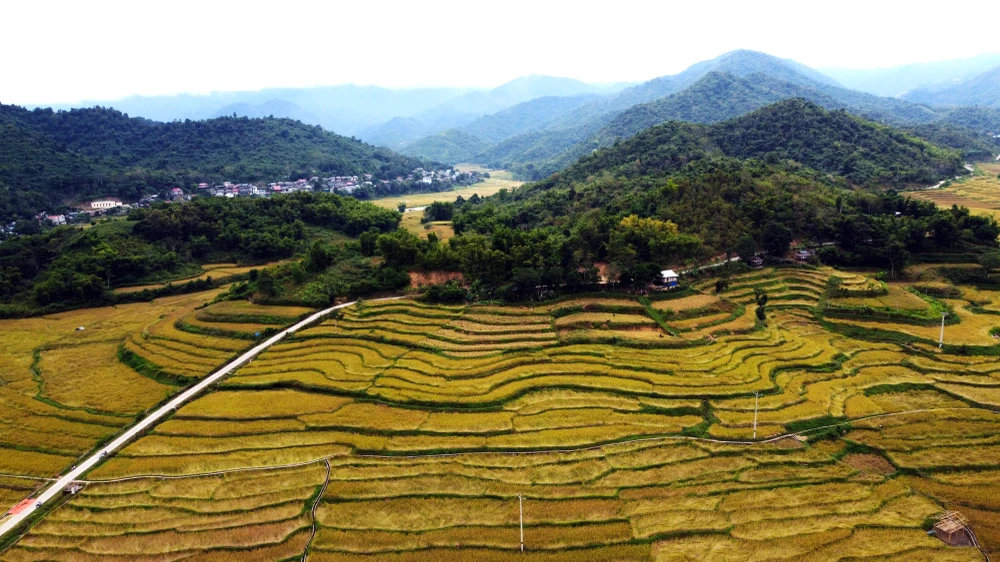 Ngắm cảnh đẹp mùa vàng đẹp như thiên đường ở vùng biên xứ Thanh -17.JPG