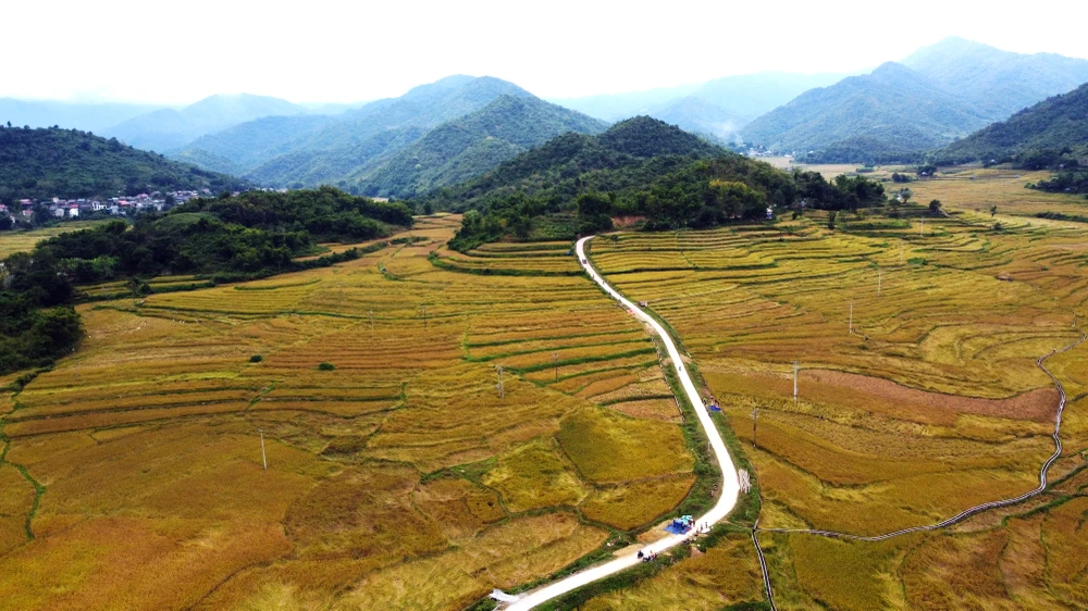 Ngắm cảnh đẹp mùa vàng đẹp như thiên đường ở vùng biên xứ Thanh -18.JPG