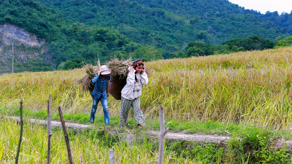 Ngắm cảnh đẹp mùa vàng đẹp như thiên đường ở vùng biên xứ Thanh -2.JPG
