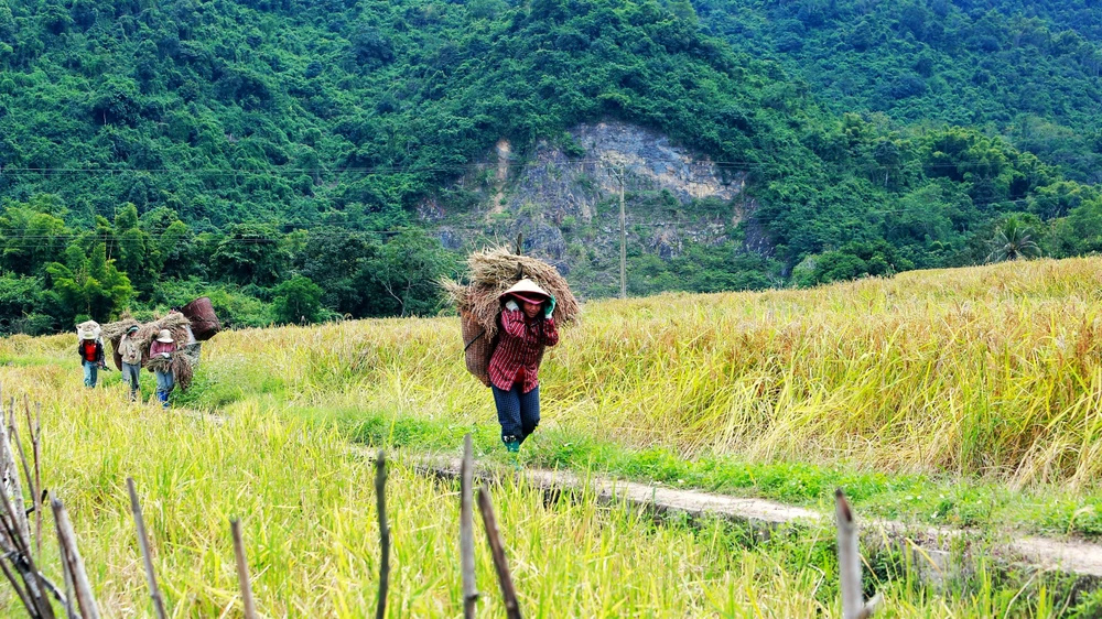 Ngắm cảnh đẹp mùa vàng đẹp như thiên đường ở vùng biên xứ Thanh -4.JPG