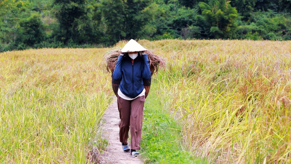 Ngắm cảnh đẹp mùa vàng đẹp như thiên đường ở vùng biên xứ Thanh -.JPG