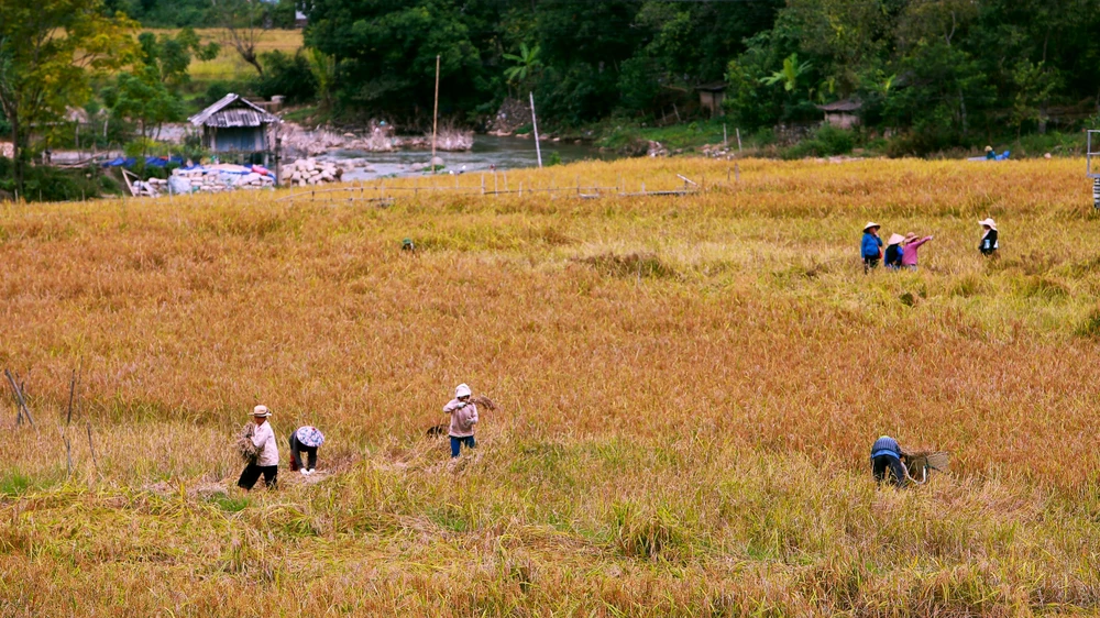 Ngắm cảnh đẹp mùa vàng đẹp như thiên đường ở vùng biên xứ Thanh -5.JPG