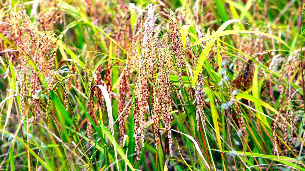 Ngắm cảnh đẹp mùa vàng đẹp như thiên đường ở vùng biên xứ Thanh -6.JPG