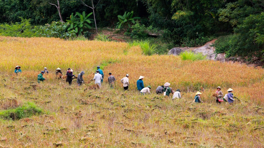 Ngắm cảnh đẹp mùa vàng đẹp như thiên đường ở vùng biên xứ Thanh -7.JPG