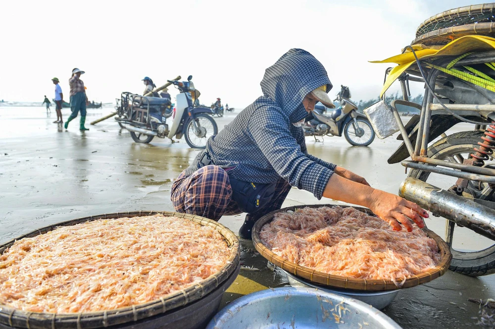 Ngư dân Thanh Hóa trúng đậm “lộc biển” những ngày đầu năm -13.jpg