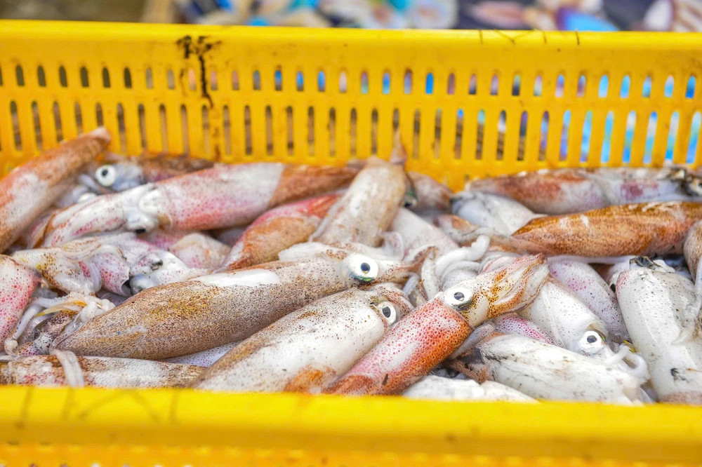 Ngư dân Thanh Hóa trúng đậm “lộc biển” những ngày đầu năm -16.jpg