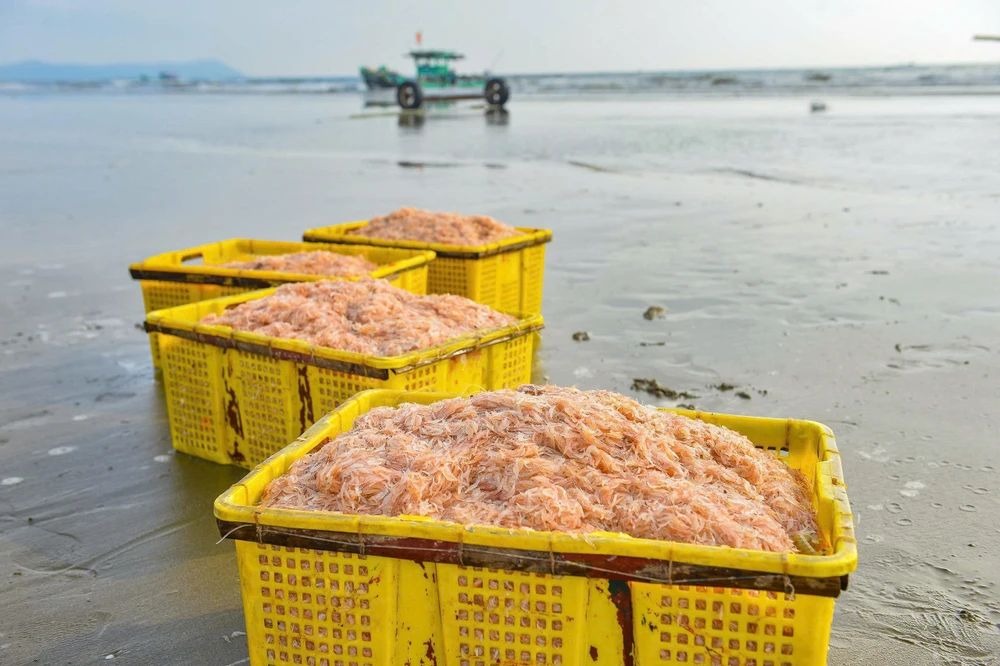 Ngư dân Thanh Hóa trúng đậm “lộc biển” những ngày đầu năm -18.jpg