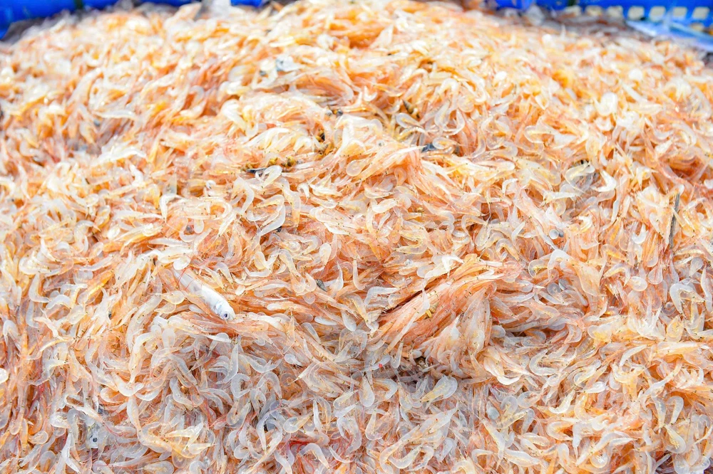 Ngư dân Thanh Hóa trúng đậm “lộc biển” những ngày đầu năm -5.jpg