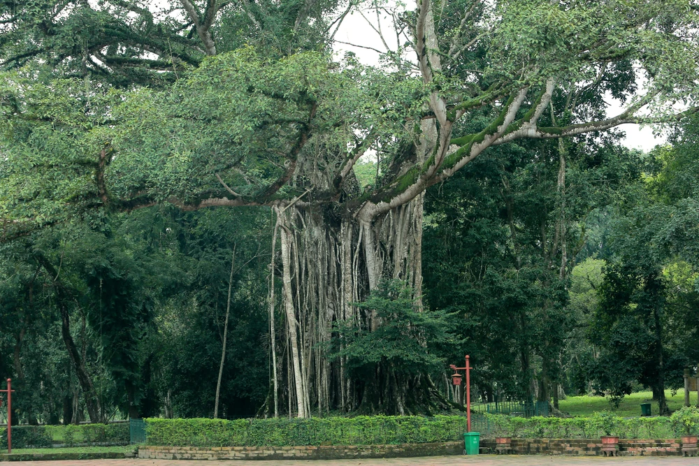 Lam Kinh – dấu ấn Tây Kinh giữa đại ngàn xứ Thanh-21.JPG