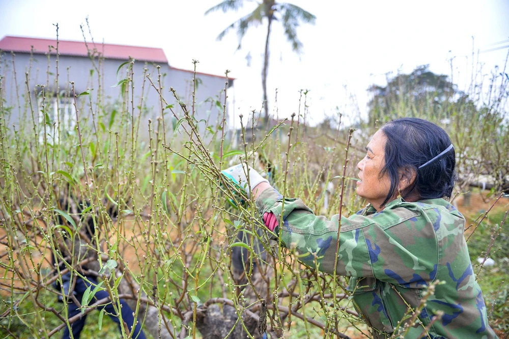 Khi “thủ phủ” đào phai xứ Thanh trút lá chờ Tết Nguyên đán -11.jpg