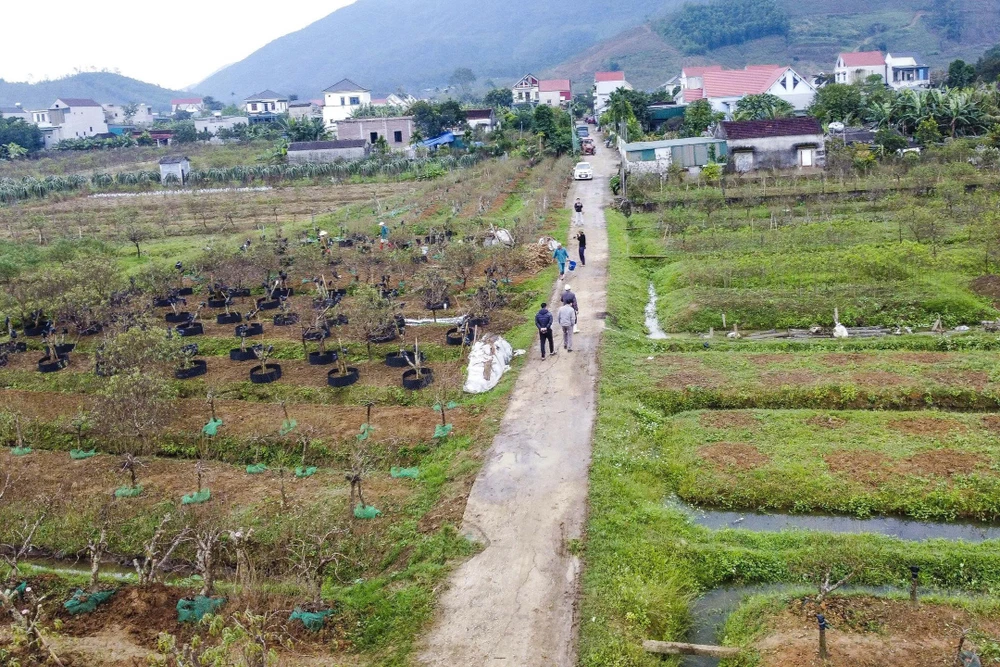 Khi “thủ phủ” đào phai xứ Thanh trút lá chờ Tết Nguyên đán -2.jpg